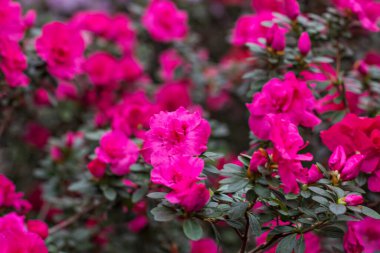 Pembe açelyalı çalılar. Seradaki pembe açelya çalısı. Güzel çiçekler..