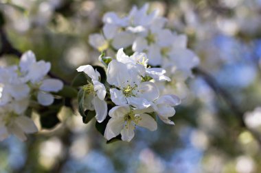 Bir bahar manzara çiçekli elma ağaçları ile / Bir çiçek açan ağaç bir şeftali olduğunu. Çiçekli ağaç. Bahar çiçekleri