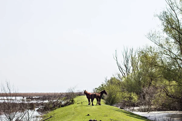 Das Pferd Weidet Auf Einer Grünen Sonnendurchfluteten Wiese — Stockfoto