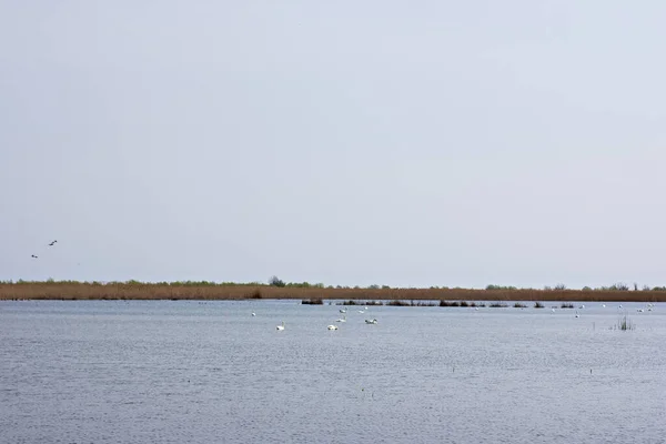 Birds Sitting Tree Photographed Danube Delta Beautiful White Pelican Large — Stock Photo, Image