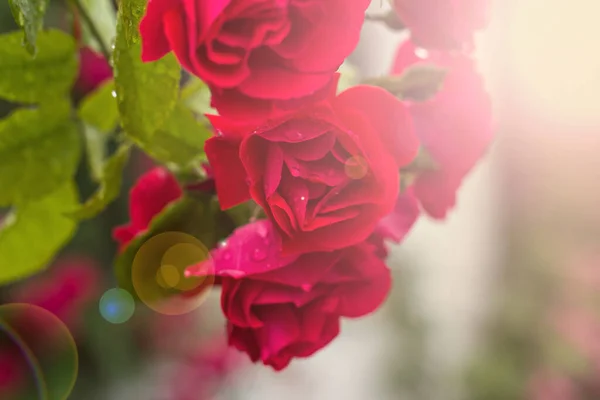 Jardín Rosa Roja Detalle Rosas Rojas Jardín —  Fotos de Stock