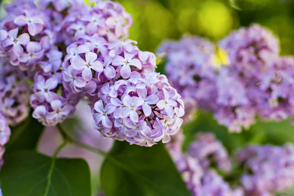 Spring Branch Blossoming Lilac Blossoming Purple Lilacs Spring Selective Soft — Stock Photo, Image
