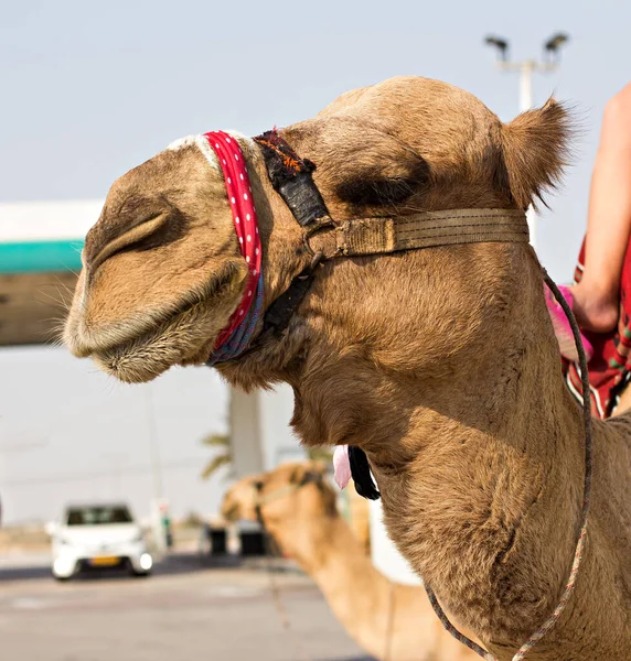 Camel Que Monta Turistas — Fotografia de Stock