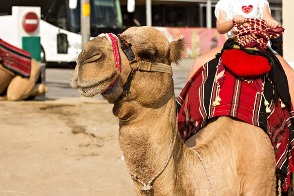 Camel Que Monta Turistas — Fotografia de Stock