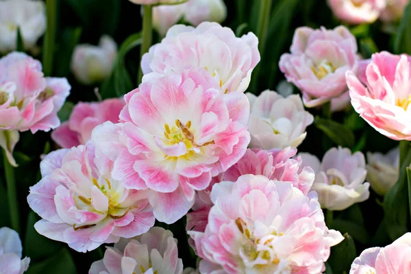Pole Květinové Záhony Růžovými Tulipány Pestrobarevné Tulipány Zahradě Postel Tulipánů — Stock fotografie