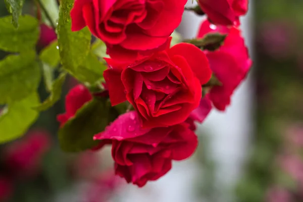 Garden Red Rose Detalj Röda Rosor Trädgården — Stockfoto