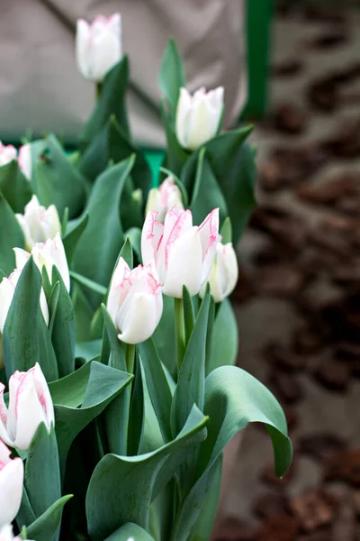 Dużo Tulipanów Wystawie Kwiatów Tulipany Bukiet Różowych Tulipanów — Zdjęcie stockowe