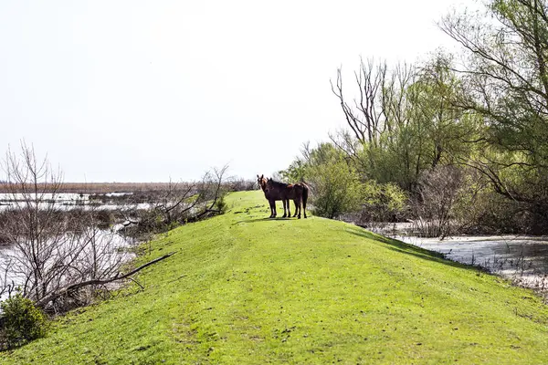 Das Pferd Weidet Auf Einer Grünen Sonnendurchfluteten Wiese — Stockfoto