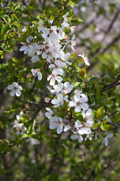 春の風景は リンゴの木が開花しています 花木は桃です 花の木 春の花 — ストック写真