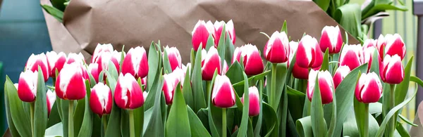 A lot of tulips at an exhibition of flowers. Tulips. A bouquet of pink tulips.