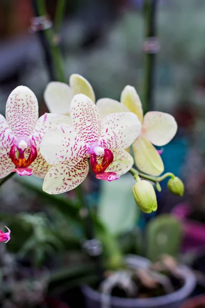 Bellissimo Fiore Del Orchid Bellissimo Fiore Orchidea Viola Gialla Phalaenopsis — Foto Stock