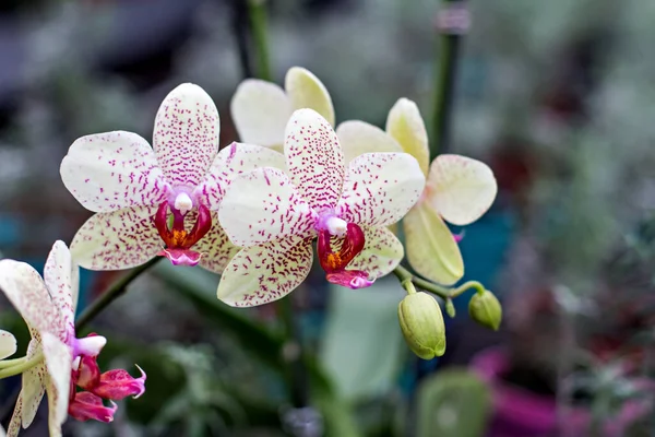 Bellissimo Fiore Del Orchid Bellissimo Fiore Orchidea Viola Gialla Phalaenopsis — Foto Stock