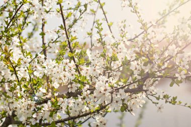 Bahar manzarası çiçek açan elma ağaçlarıyla doludur. Çiçek açan bir ağaç şeftalidir. Çiçek açan ağaç. Bahar çiçekleri