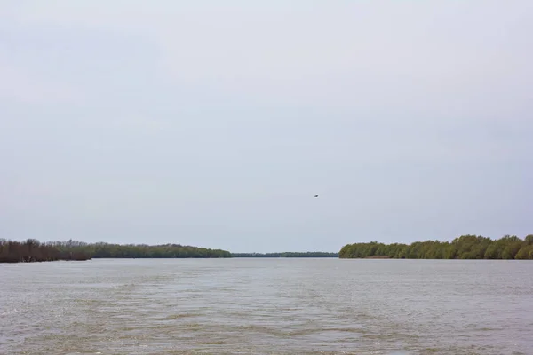 Überflutete Bäume Auf Der Grünen Wiese Über Dem Ufer Der — Stockfoto