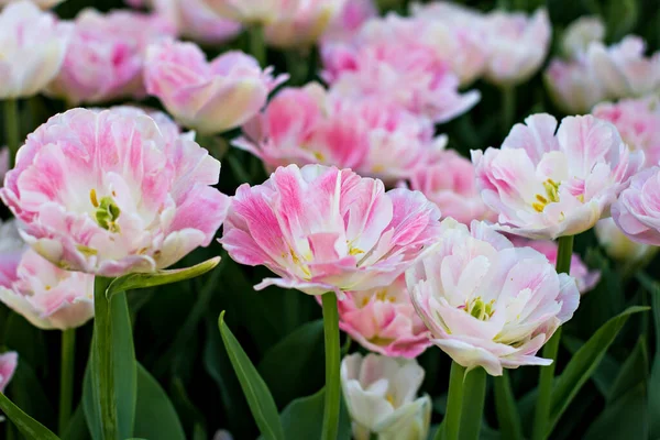 Veld Bloembed Met Roze Tulpen Veelkleurige Tulpen Tuin Bed Van — Stockfoto