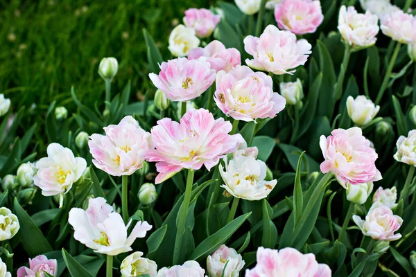 Field, flower bed with pink tulips.  multicolored tulips in the garden.  Bed of tulips.