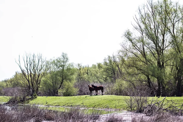 Das Pferd Weidet Auf Einer Grünen Sonnendurchfluteten Wiese — Stockfoto