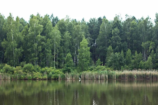 Schöne Sommerlandschaft Seenwald — Stockfoto