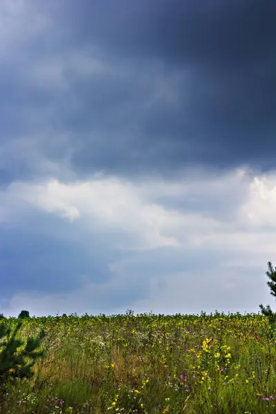 Schöne Wiese Mit Wildblumen Und Einem Dunklen Himmel Vor Einem — Stockfoto