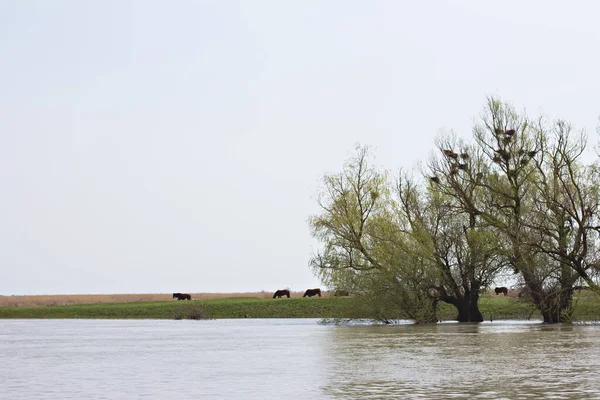 Überflutete Bäume Auf Der Grünen Wiese Über Dem Ufer Der — Stockfoto