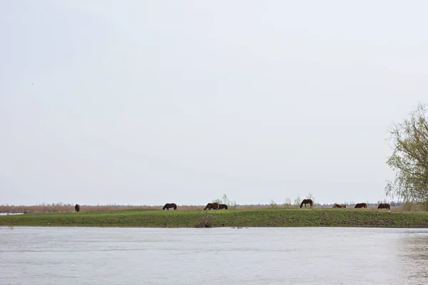 Überflutete Bäume Auf Der Grünen Wiese Über Dem Ufer Der — Stockfoto