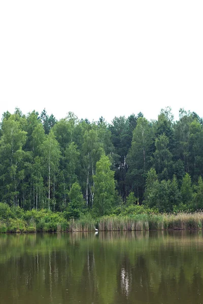 Летний Пейзаж Озерный Лес — стоковое фото
