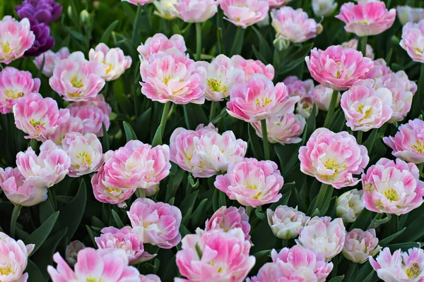 Campo Canteiro Flores Com Tulipas Rosa Tulipas Multicoloridas Jardim Cama — Fotografia de Stock