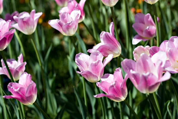 Field Flower Bed Pink Tulips Multicolored Tulips Garden Bed Tulips Stock Image