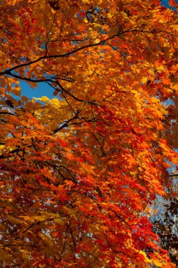renkli sonbahar yaprakları