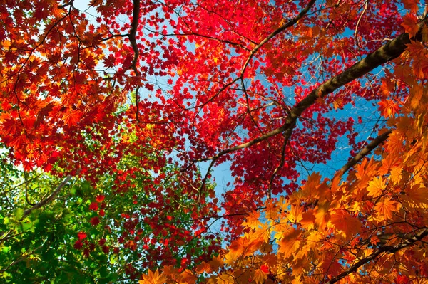 Hojas coloridas de otoño Imagen de stock