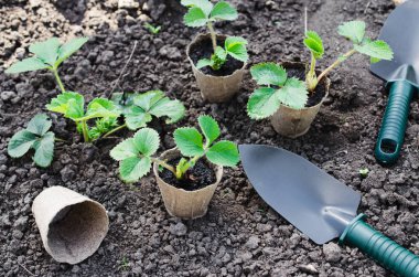 Bahçecilik aletleri ile çilekli tesisleri.