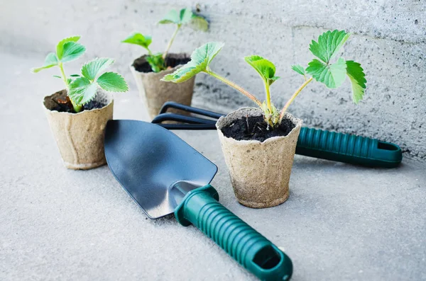 Plantas de fresa con herramientas de jardinería . — Foto de Stock