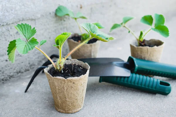 Plantas de fresa con herramientas de jardinería . — Foto de Stock