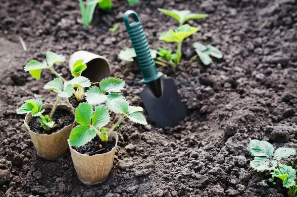 Strawberry Plants With Gardening Tools. — Stock Photo, Image