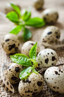 Taze organik bıldırcın yumurtası ve bahar bitki örtüsü.