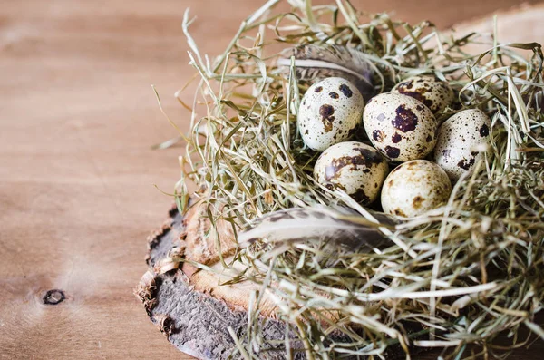 Wielkanoc-skład przepiórcze jaja w gnieździe. — Zdjęcie stockowe