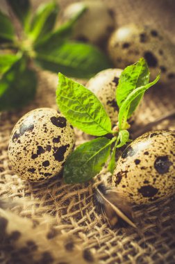 Taze organik bıldırcın yumurtası ve bahar bitki örtüsü.