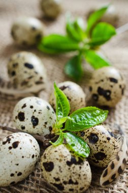 Taze organik bıldırcın yumurtası ve bahar bitki örtüsü.