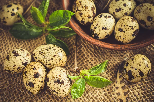 新鮮な有機のウズラの卵と春紅葉. — ストック写真