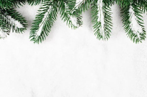 Schneebedeckte Zweige eines Weihnachtsbaums. — Stockfoto