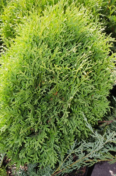 Peyzaj tasarımı için iğne yapraklı ağaçlar.