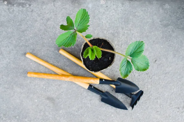 Plantas de fresa con herramientas de jardinería . — Foto de Stock