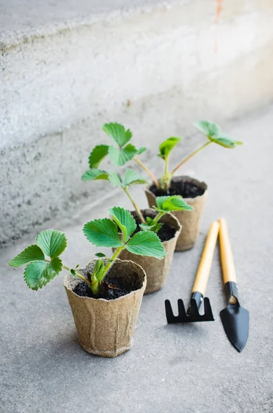 Plantes de fraises avec outils de jardinage . — Photo
