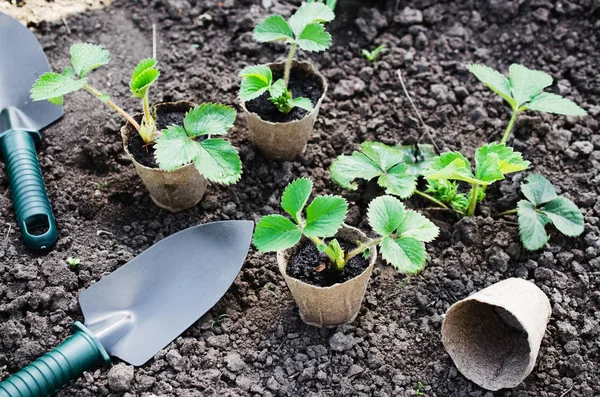 Transplantation af jordbærplanter . - Stock-foto