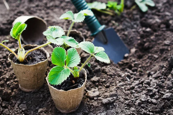 Trasplante de plantas de fresa . — Foto de Stock