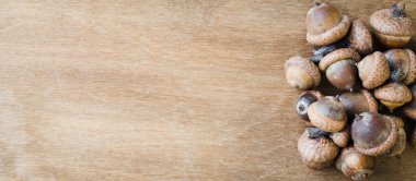 Meşe palamudu ahşap tablo.