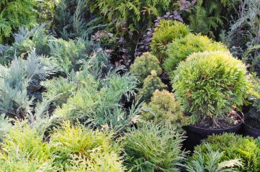 Peyzaj tasarımı için iğne yapraklı ağaçlar.