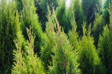 Peyzaj tasarımı için iğne yapraklı ağaçlar.