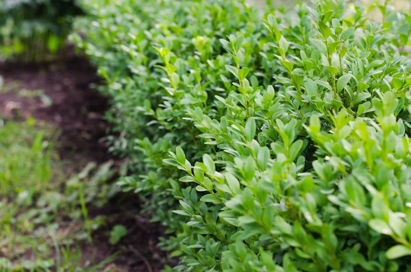 Frische grüne Buxusblätter, Buxus sempervirens. — Stockfoto
