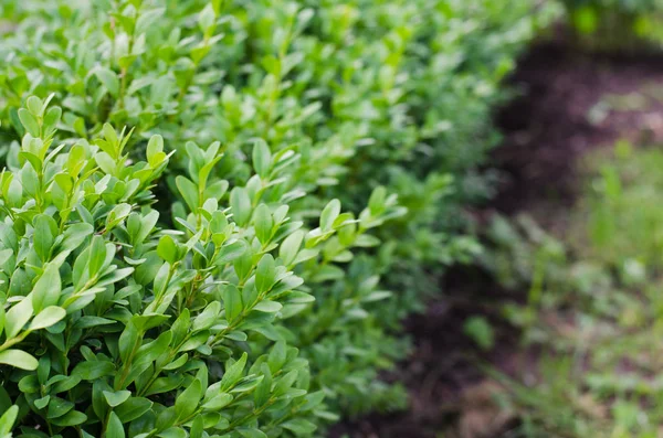 Fresh green buxus leaves, Buxus sempervirens. Stock Photo